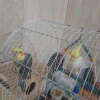 عروس هلندی|پرنده|رشت, پاره بیجار|دیوار