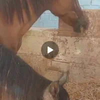 اسب مادیان دوسر خالص ایرانی