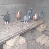 تعدادی ماده هوای وبراتخم وجوجه