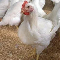 مرغ خونی مرغ سفید خروس سیاه چشم ذخم دفع بلا سنگینی