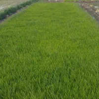 نشاءارزان برنج عالی