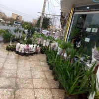 حراج گلهای آپازتمانی دیفن پتوس کاکتوس سانسوریا