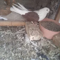 کبوتر دوکت سرخ اصیل قدیمی