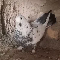 کفتر تهرانی