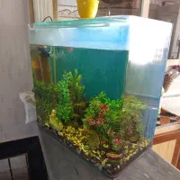 اکواریوم ب قیمت حرااج|ماهی|نهاوند, |دیوار