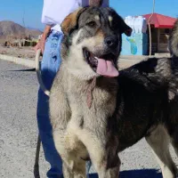 سگ  گمشده|سگ|معصومیه, |دیوار