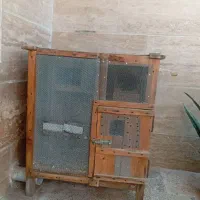 قفس مخصوص عروس هلندی و برزیلی