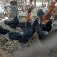 مرغ و خروس رسمی