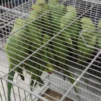 جوجه طوطی ملنگو تازه غذا خور