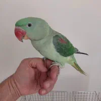 شاه طوطی ماده