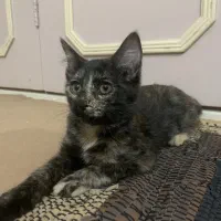 واگذاری گربه|گربه|میانه, |دیوار