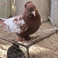 کبوتر راعبی سرخ دست آموز|پرنده|مشهد, عامل|دیوار