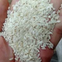 انواع برنج  شیراز، انبربو، و خاطره