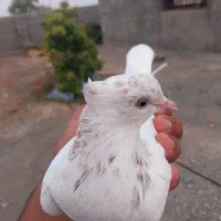 کبوتر فقط. معامله با مرغ محلی