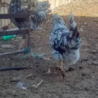 مرغ وخروس گلین طوسی بدون پر غلط