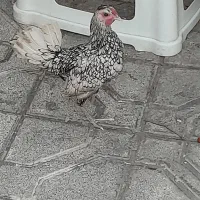 جوجه خروس لاری