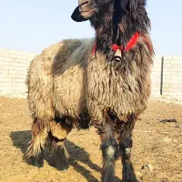 بره قوچی|حیوانات مزرعه|شیراز, گچی|دیوار
