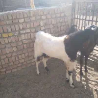 بزغاله|حیوانات مزرعه|کاشمر, |دیوار