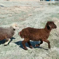 بره ماده|حیوانات مزرعه|مشهد, کلاته برفی|دیوار