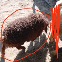 بره ماده به فروش می رسد|حیوانات مزرعه|رستم, |دیوار