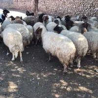 گوسفند فروش