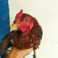 مرغ|حیوانات مزرعه|آران و بیدگل, |دیوار