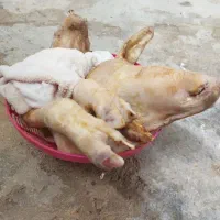 کله پاچه پاک شده آماده