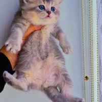 بریتیش بلو گلد