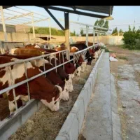 گوساله های درجه یک|حیوانات مزرعه|نیشابور, دارایی|دیوار