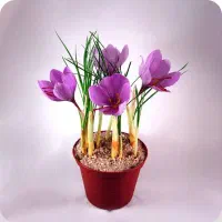 پیاز زعفرون