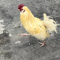 فروش خروس گلین لری