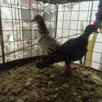 سه عدد ماده به ضمانت|پرنده|بجنورد, |دیوار