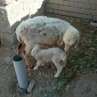 میش زاییده با بره نر