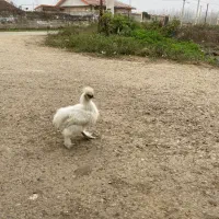 مرغ تزئینی زینتی|پرنده|صومعهسرا, |دیوار