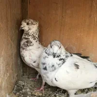 نروماده به شرط