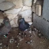 دمی نروماده درجه یک|پرنده|دوگنبدان, |دیوار