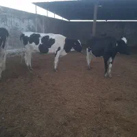 تعدادی گاو شیری فروشی|حیوانات مزرعه|راور, |دیوار