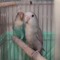 جفت کوتوله برزیلی مولد رنگ خاص با جوجه و قفس،لوازم|پرنده|اسلامشهر, شهرک مصطفی خمینی|دیوار