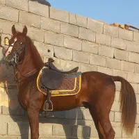 کره نریان عرب یکسر