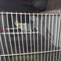 عروس هلندی|پرنده|زیرکوه, |دیوار