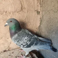 کفتر پولک|پرنده|نیمبلوک, |دیوار