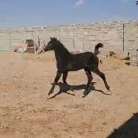 کره اسب مادیان|اسب و تجهیزات اسب‌سواری|چترود, |دیوار