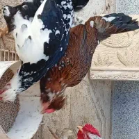 تخم مرغ گلین ۷۰عددنطفه دار  و صدرصد تضمینی