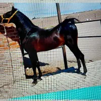 اسب نریون دره شوری