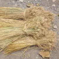 پیچ|گل و گیاه طبیعی|رشت, استادسرا|دیوار