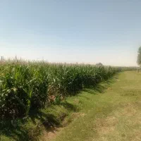 علوفه ذرت