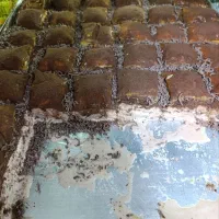 تولید و پخش انواع شیرینیجات (باقلوا)