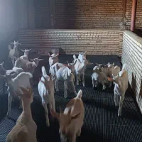 بز سانن|حیوانات مزرعه|بیرجند, |دیوار