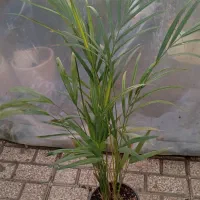 گل و گیاه طبیعی