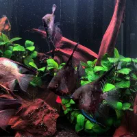 آنجل اسموکی - بلقارین با کیفیت